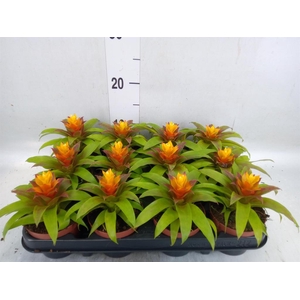 Guzmania  'Fairy'