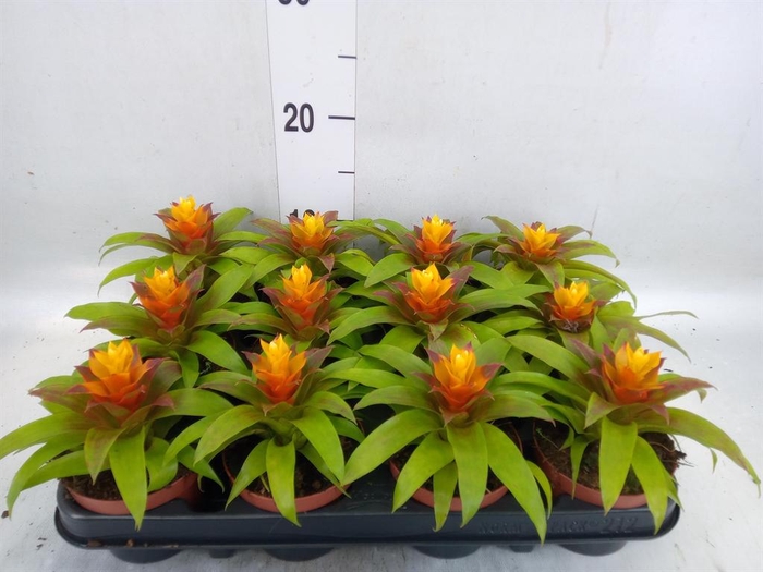 <h4>Guzmania 'Fairy'</h4>