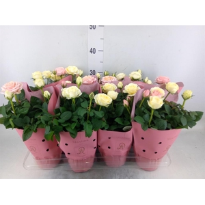 Rosa  'Infinity'   ...mix