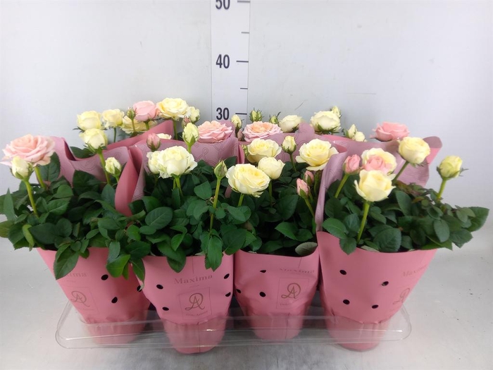 <h4>Rosa  'Infinity'   ...mix</h4>