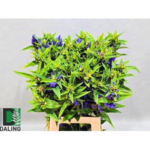 Genti Just Blue