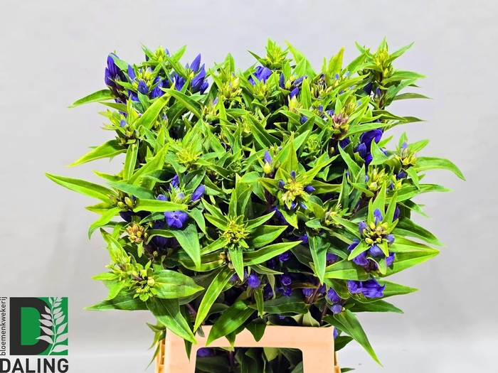 <h4>Genti Just Blue</h4>