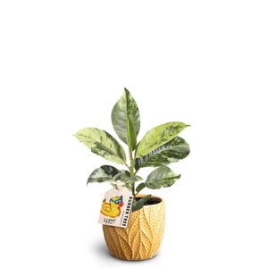 FICUS ELASTICA p7 Shivereana Leaf