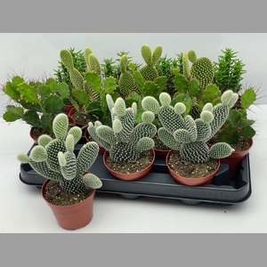 OPUNTIA