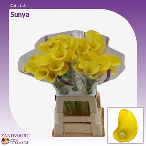 Calla Sunya