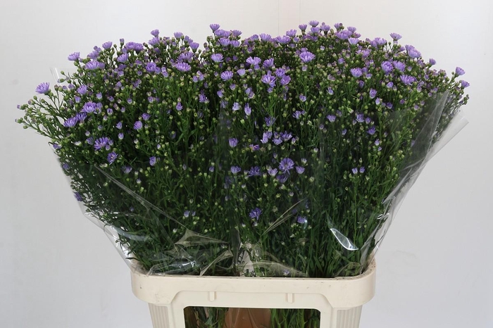 <h4>Aster Cassandra</h4>