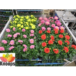 DAHLIA MIXK 4 KL