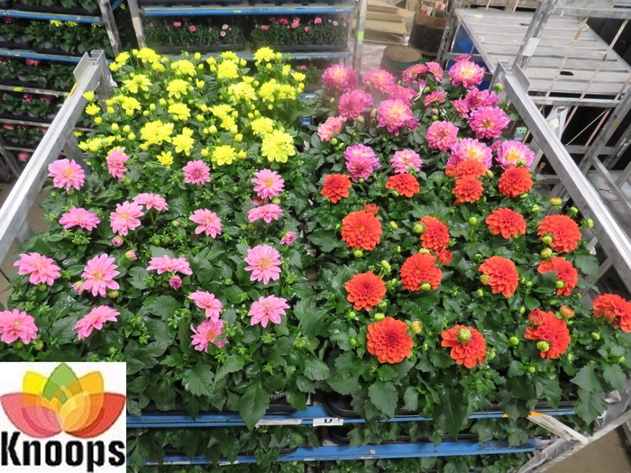 <h4>DAHLIA MIXK 4 KL</h4>
