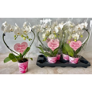 Phalaenopsis hart vorm 2tak wit met potcover en etiket 9cm