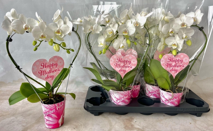 <h4>Phalaenopsis hart vorm 2tak wit met potcover en etiket 9cm</h4>