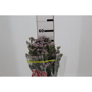 LIMONIUM KLARA SILVERY 060 CM PINK