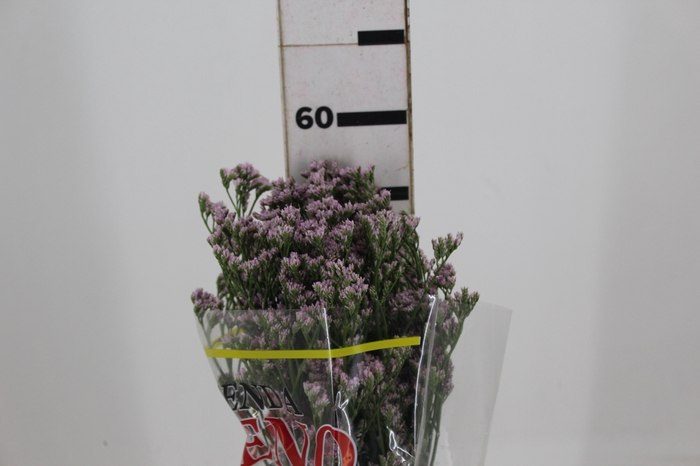 <h4>LIMONIUM KLARA SILVERY 060 CM PINK</h4>