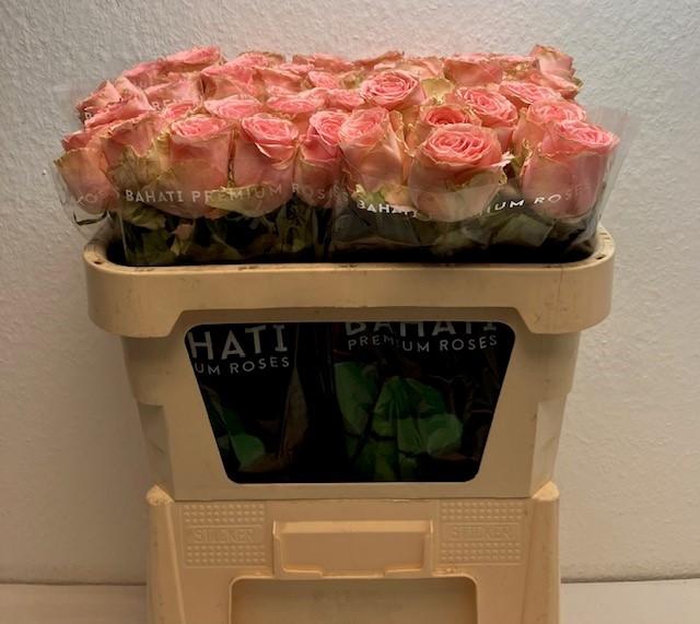 <h4>R GR SOPHIA LOREN</h4>