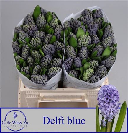 <h4>Hyac Delft Blue</h4>