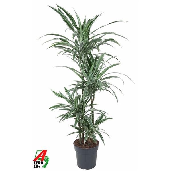 Dracaena f Deremensis Grp Warneckei