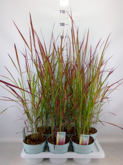 <h4>Imperata cylindrica 'Red Baron'</h4>