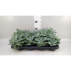 Senecio cephal. 'Mountain Fire'