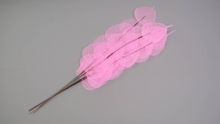 <h4>Dried Bleached Ficus Stem Pink</h4>