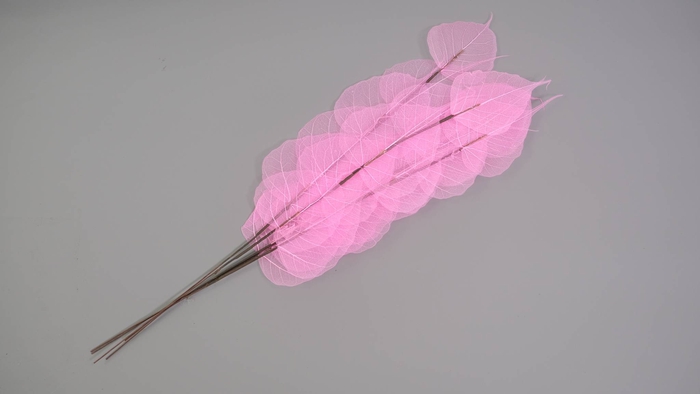Dried Bleached Ficus Stem Pink