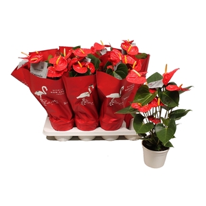 Anthurium XL.9 Jambo Red 12cm met sierhoes