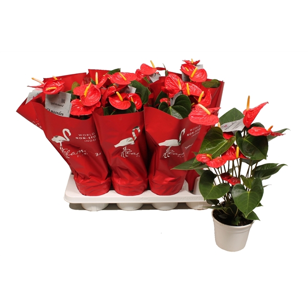 <h4>Anthurium XL.9 Jambo Red 12cm met sierhoes</h4>