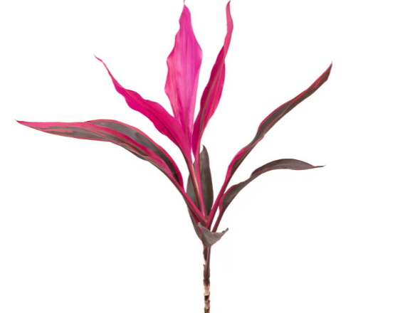 FOLHAGEM DRACENA BABY PINK PLUS