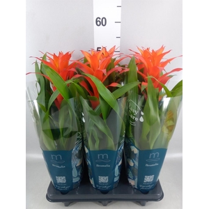 Guzmania  'Suerte Orange'