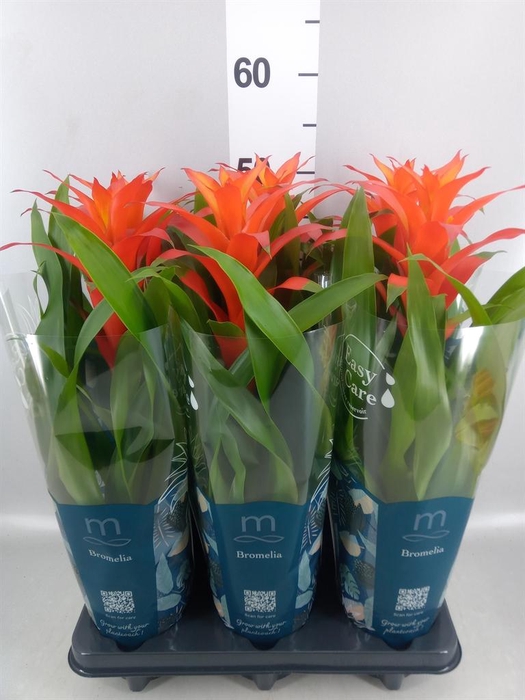 <h4>Guzmania  'Suerte Orange'</h4>