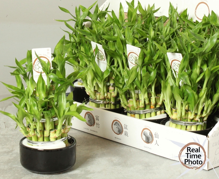 <h4>DRA LUCKY BAMBOO</h4>