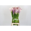 Zantedeschia Eydolls Purple White