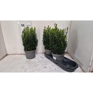 EUONYMUS JA GR SPIRE