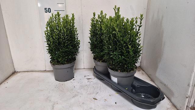 <h4>EUONYMUS JA GR SPIRE</h4>