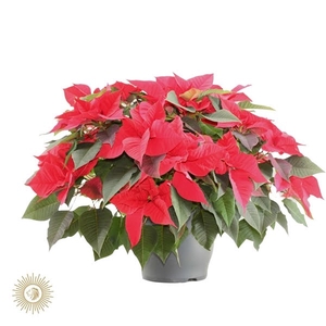 poinsettia bella italia