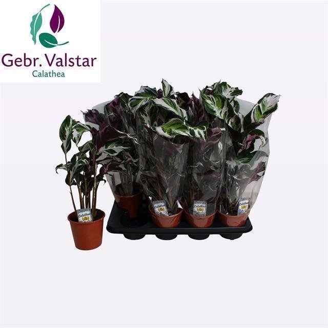 <h4>CALAT FUSION WHITE</h4>