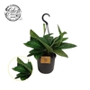 Epipremnum pinnatum Marble Planet hangpot
