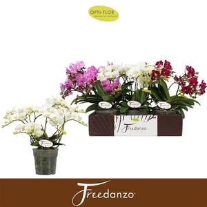 Phalaenopsis Multifloratypes gemengd 3 kleuren