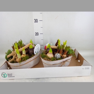 Arr.   Bol/Knolgewas L%