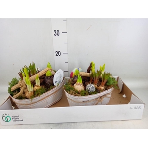 Arr.   Bol/Knolgewas L%