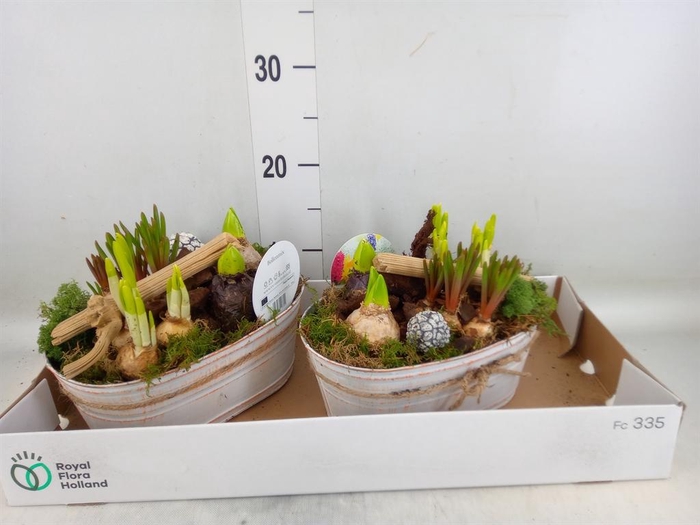 <h4>Arr. Bol/Knolgewas L%</h4>