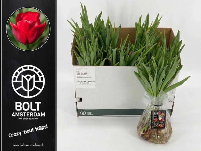 <h4>TU EN RED MODEL</h4>