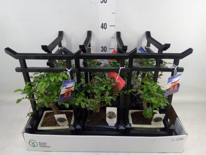 <h4>Bonsai   ...mix</h4>