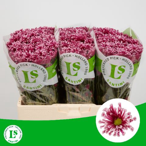 <h4>Chrysanthemum SA 'Miri'</h4>