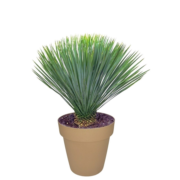 <h4>YUCCA ROSTRATA - POT Ø 40 (SUCCULENTEN)</h4>