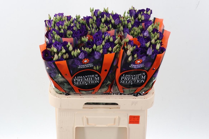 <h4>Eus E Picco Violet</h4>