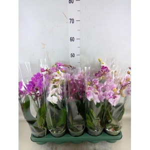 Phalaenopsis multi.   ...mix  3