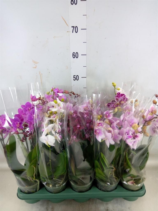 <h4>Phalaenopsis multi. ...mix 3</h4>