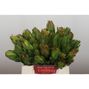 LEUCAD LAUREL YELLOW