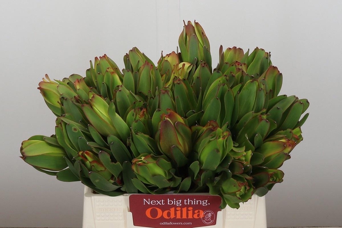 <h4>LEUCAD LAUREL YELLOW</h4>