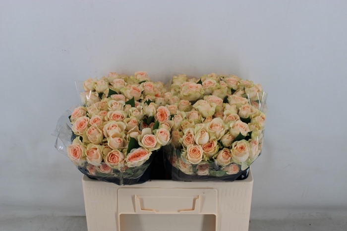 <h4>R TR SANCERRE</h4>