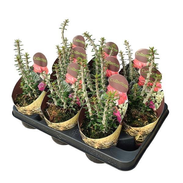 <h4>Alluaudia Procera Potcover</h4>